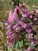 Corydalis-solida Biel-1 BIB.jpg