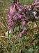 Corydalis-solida Biel-2 BIB.jpg