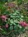 Corydalis-solida Biel-3 BIB.jpg