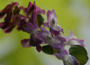 Der Blütenstand kann bis zu 20 Blüten tragen. (Bild: W. Wohlers, JKI)