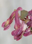 Mit dem Sporn kann die Blüte 3 cm lang werden. Das Foto wurde mit Blitzlicht aufgenommen, daher ist die Farbe verändert. (Bild: W. Wohlers, JKI)
