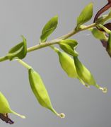 An den reifenden Früchten ist die Narbe noch zu sehen. (Bild: W. Wohlers, JKI)