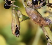Die Früchte sind reif und verbräunt. Sie platzen hier bereits auf. (Bild: W. Wohlers, JKI)
