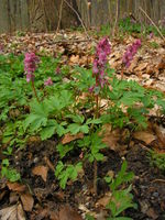 Corydalis cava JuliaKruse.jpg