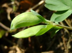 Mittlerer Lerchensporn: Frucht – Krzysztof Ziarnek, GFDL