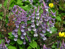 Gefingerter Lerchensporn: Blüte – Kor!An (Андрей Корзун), CC BY-SA 3.0