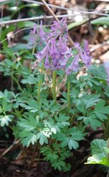 Gefingerter Lerchensporn: Pflanze – Bernd Haynold, CC BY-SA 3.0