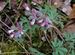 Corydalissolida-190308 Bi.jpg