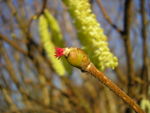 Weibliche Blüte mit roten Narbenästen