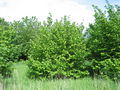 Corylus avellana shrub.jpg