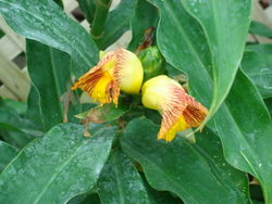 alt=Description de l'image Costus pictus.JPG.