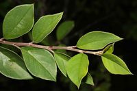 Cotoneaster acuminatus (19.08.2010, Indien, Uttarakhand: Darma Valley; Foto: W. B. Dickoré, CC by-nc-sa)