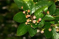 Cotoneaster acutifolius (13.05.2007, cult.: Göttingen-Weende; Foto: W. B. Dickoré, CC by-nc-sa)