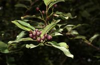 Cotoneaster affinis (15.08.2010, Indien, Uttarakhand: Darma Valley; Foto: W. B. Dickoré, CC by-nc-sa)