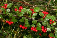 Cotoneaster dielsianus (10.10.2009, Deutschland, Bayern: München-Feldmoching; Foto: W. B. Dickoré, CC by-nc-sa)