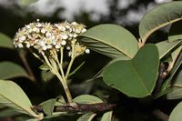 Cotoneaster frigidus (15.08.2010, Indien, Uttarakhand: Darma Valley; Foto: W. B. Dickoré, CC by-nc-sa)