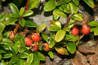 Cotoneaster integrifolius (06.09.2009, Deutschland, Bayern: München-Neuaubing; Foto: W. B. Dickoré, CC by-nc-sa)