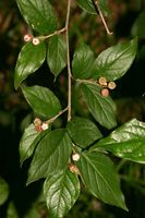 Cotoneaster moupinensis (28.05.2009, Deutschland, Bayern: München-Neuperlach; Foto: W. B. Dickoré, CC by-nc-sa)