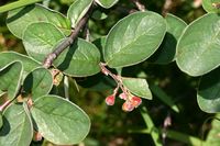 Cotoneaster tomentosus (14.06.2009, Deutschland, Bayern: Lengries, Langleger; Foto: W. B. Dickoré, CC by-nc-sa)