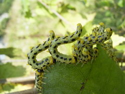 Larven von Craesus septentrionalis in typischer Schreckstellung - Creative Commons Attribution 2.5. Autor: Lilly M