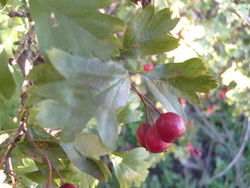 Zweigriffeliger Weißdorn: Frucht – Reaperman, CC BY-SA 3.0