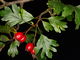 Blätter und Früchte von Crataegus monogyna (Foto: Siegfried Kehl)