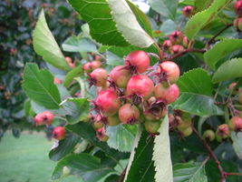 Crataegus persimilis fruits JR Press 818.JPG