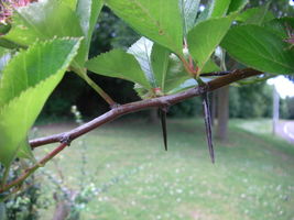 Crataegus persimilis spines JR Press 425.JPG