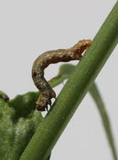 Dieser Seitentrieb ist völlig kahl. Die Raupe eines Spanners (Geometridae) zeigt ihren Katzenbuckel. Ob sie am Wiesen-Pippau gefressen hat ist fraglich. (Bild: W. Wohlers)