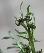 Eine Triebspitze im April. Die Knospen sind fast von Anfang an zu sehen. (Bild: W. Wohlers, JKI)