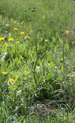 Ein Wiesenpippau mit bereits stark gestreckten Blütenstielen noch Tage vor der Blüte. (Bild: W. Wohlers, JKI)