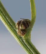 Die kleinen Knospen sind wollig behaart. (Bild: W. Wohlers)