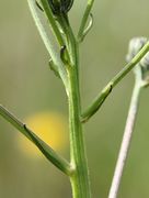 Kleine Blätter an den Stielen der Blütenkörbe. (Bild: W. Wohlers, JKI)