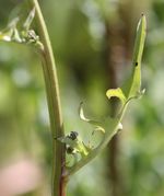 Seitentrieb mit Knospen an einem mittleren Stängelblatt. (Bild: W. Wohlers, JKI)