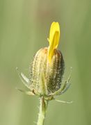 Zwei Zungenblüten sind aus dem Blütenkorb gewachsen. (Bild: W. Wohlers, JKI)