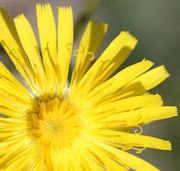 Mindestens zwei Reihen Zungenblüten sind geöffnet, im Zentrum des Korbs weitere noch ungeöffnet. (Bild: W. Wohlers, JKI)