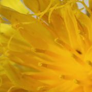 Aus den Antherenröhren werden die gelben Pollen geschoben. (Bild: W. Wohlers, JKI)