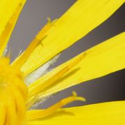 Am Ende der gelben Antherenröhren sind die gelben Pollen zu sehen, unterhalb der zweiästigen Narben. (Bild: W. Wohlers, JKI)