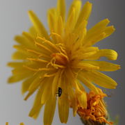 Ein fast völlig erblühter Korb von oben. (Bild: W. Wohlers, JKI)