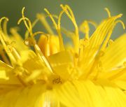 Mit zunehmendem Alter rollen sich die Narbenäste auf. Zwischen den Blütchen eine Blattlaus. (Bild: W. Wohlers, JKI)