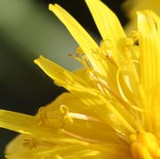 Die Antherenröhren älterer Blütchen färben sich bräunlich. (Bild: W. Wohlers, JKI)