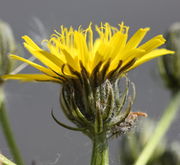 Ein Blütenkorb von der Seite fotografiert, knapp 3 cm im Durchmesser. (Bild: W. Wohlers, JKI)