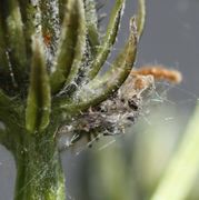 Die Spinne habe ich erst am PC zuhause bemerkt, sonst hätte ich sie genauer fotografiert. Man sieht nur drei Beine; aber es muss die Beutekammer einer Spinne sein. (Bild: W. Wohlers, JKI)