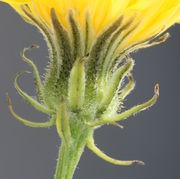 Ein Blütenkorb des Wiesen-Pippaus, dessen Hüllblätter drüsige Borsten haben. (Bild: W. Wohlers)