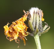 Schon bei leichten Bewegungen fallen die vertrockneten Blüten vom Korb herunter. (Bild: W. Wohlers, JKI)