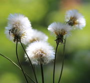 Der Flugkörper der Samen ist reinweiß. (Bild: W. Wohlers)