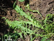 Das Blatt einer gut genährten und gewässerten Pflanze bei mir im Garten. Dieses Rosettenblatt war im Juli 37 cm lang. (Bild: W. Wohlers)