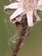 Auch hier habe ich die Spinne erst am PC entdeckt. (Bild: W. Wohlers, JKI)