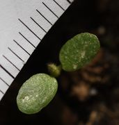 Die ovalen Keimblätter sind nur 6 mm lang. (Bild: W. Wohlers, JKI)