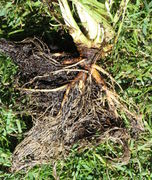 Die Wurzel eines gut genährten und gewässerten Wiesen-Pippaus misst am Hals 2 cm, die Wurzellänge beträgt 12 cm. (Bild: W. Wohlers)